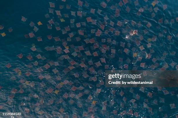 Golden Cow Rays Cow Nose Ray Photos and Premium High Res Pictures - Getty Images