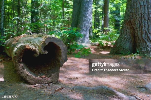 tree love - arbre coeur photos et images de collection