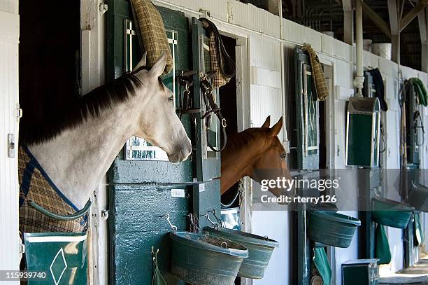 zwei vollblütern in stabiler - lexington   kentucky stock-fotos und bilder