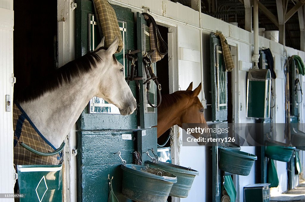 Due Thoroughbreds in stabile