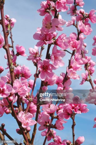 fiori di pesco prunus persica, - fiore di pesco foto e immagini stock