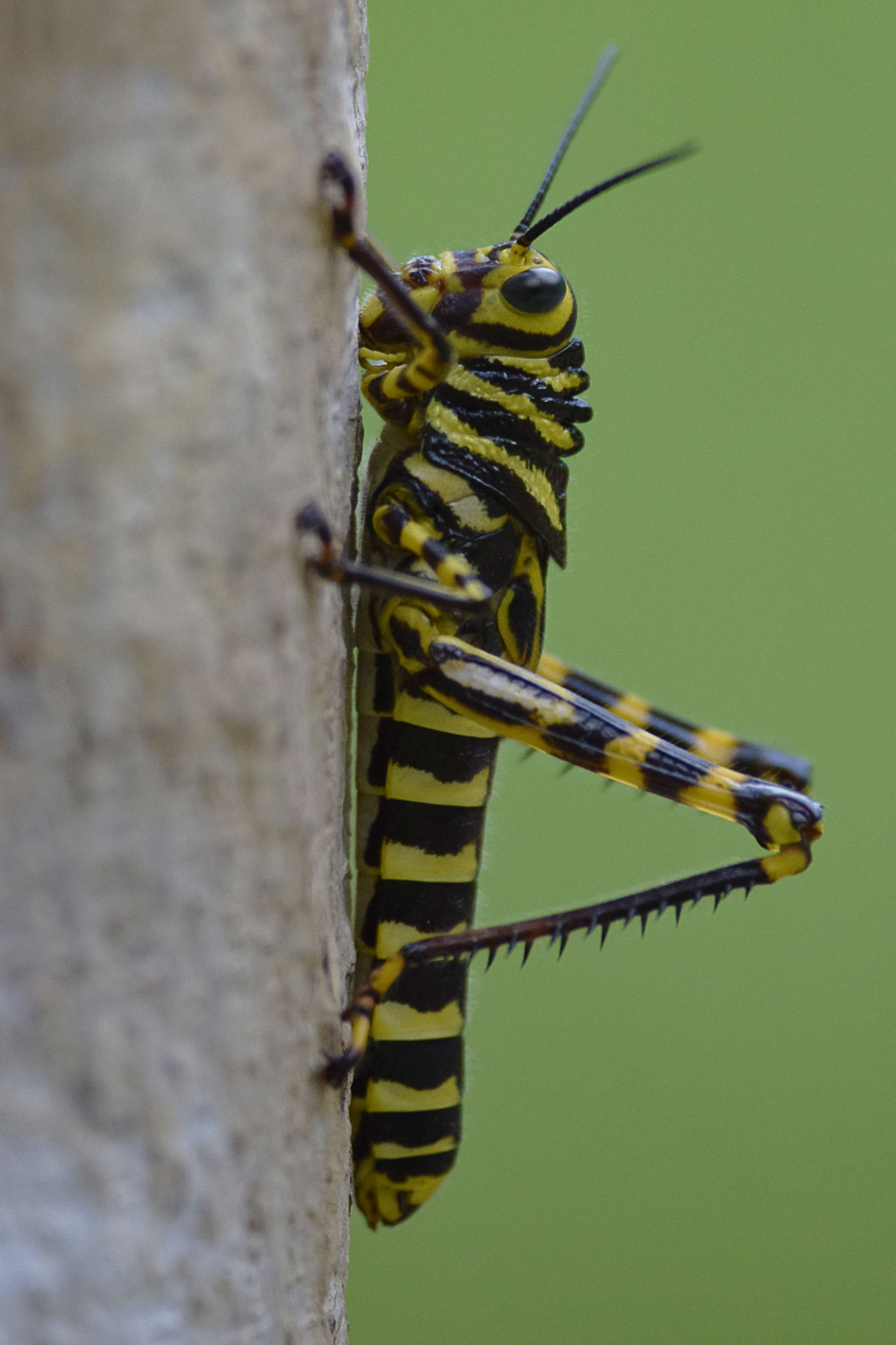 rainy season pests
