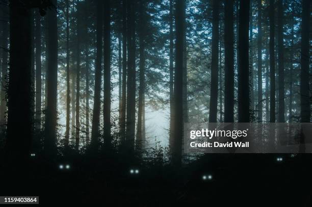 a creepy, fantasy forest of pine trees, back lighted with spooky, glowing eyes of creatures in the undergrowth. - tierisches auge stock-fotos und bilder