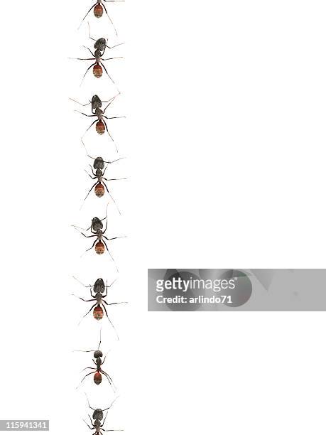 défiler fourmis 01 - ants marching photos et images de collection
