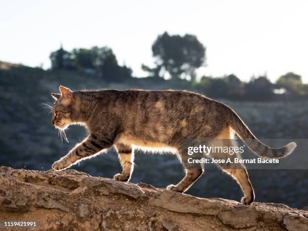 portrait of tabby cat, brown hair walking over a wall in the street. - undomesticated cat stockfoto's en -beelden