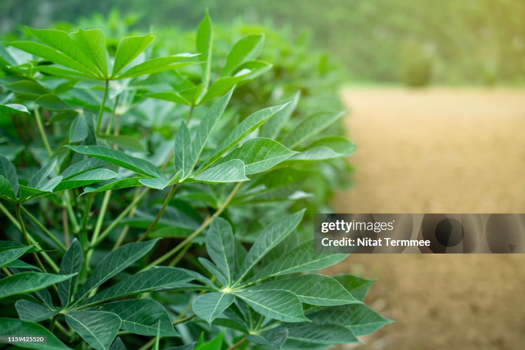 The tapioca farm is an agriculture economy in Thailand. And can be found throughout the area in Thailand.