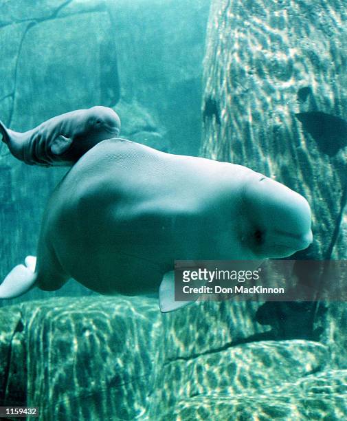 Aurora, a 14-year-old beluga whale, swims with her newborn unnamed calf at the Vancouver Aquarium Marine Science Centre July 24, 2002 in Vancouver,...