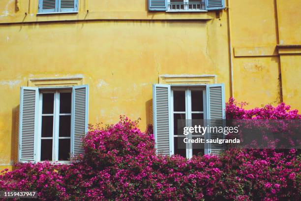 facade in rome with bougainvillea in bloom - bougainvillea stock pictures, royalty-free photos & images