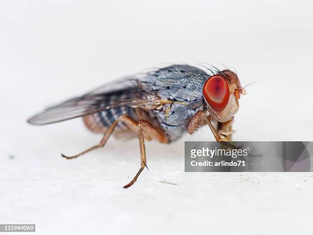 fruit fly 04 - fruit flies stock pictures, royalty-free photos & images