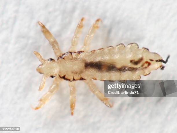 head louse 01 - louse stock pictures, royalty-free photos & images