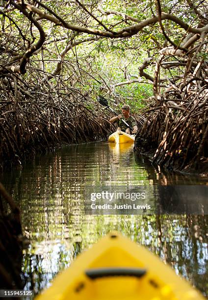 kayaking in mangroves - bonaire stockfoto's en -beelden