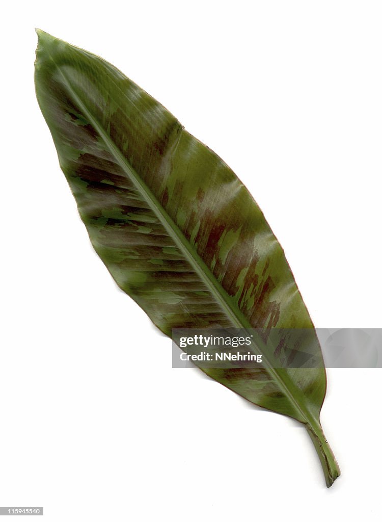 Red banana leaf, Musa acuminata