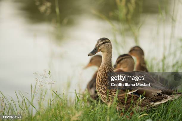 ducks by a lake at sunset - duck stock pictures, royalty-free photos & images