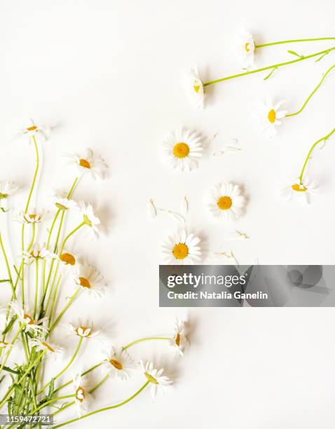 white daisies on white background - flower on white background stock-fotos und bilder