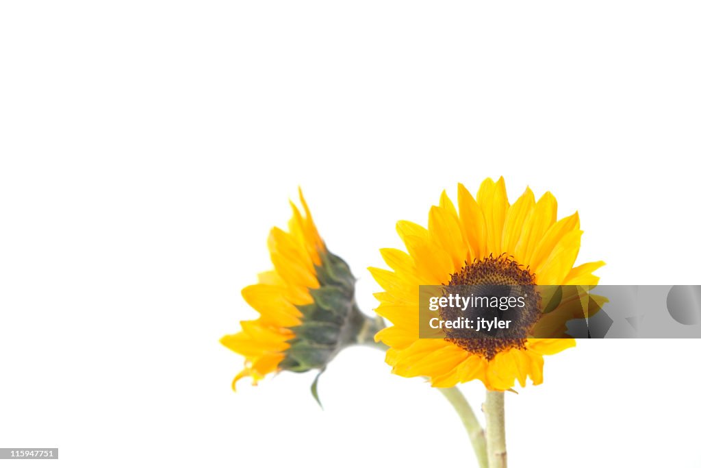 Dois Sunflowers