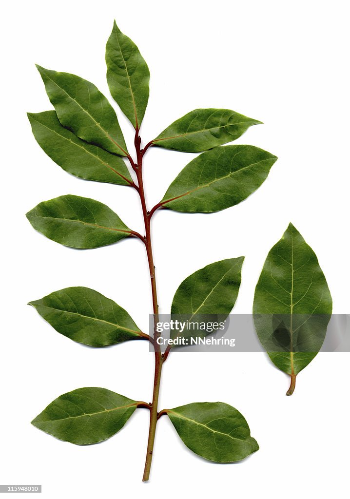 Bay leaves, Laurus nobilis