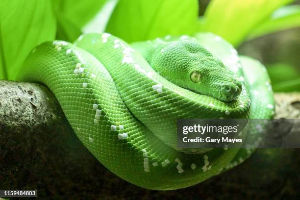 green emerald snake - smaragdgrün stock-fotos und bilder