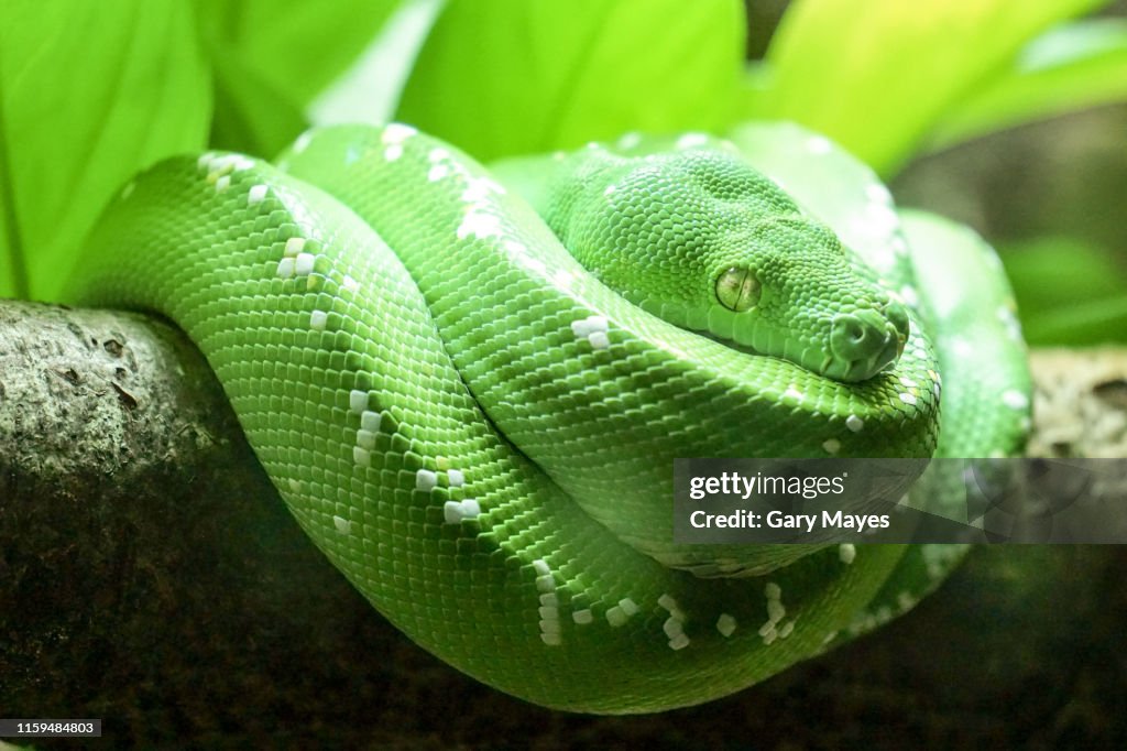 Green emerald snake