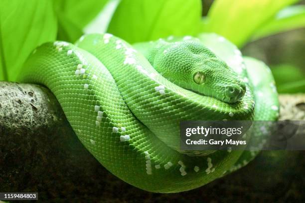 green emerald snake - emerald boa stock pictures, royalty-free photos & images