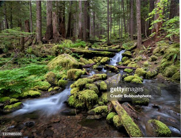 bach im regenwald in der nähe des flusses sol duc, olympic naational park - sitkafichte stock-fotos und bilder