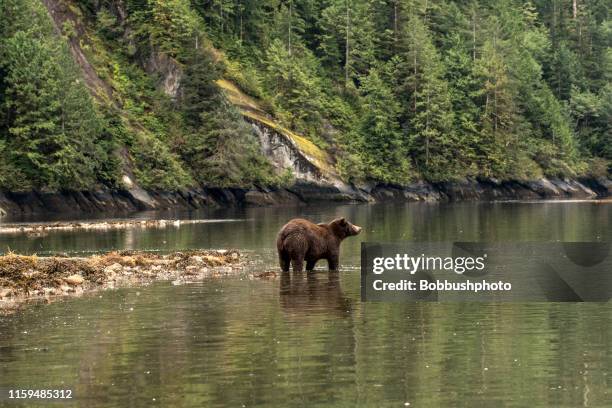 grizzley bear in the rainforest - bear stock pictures, royalty-free photos & images