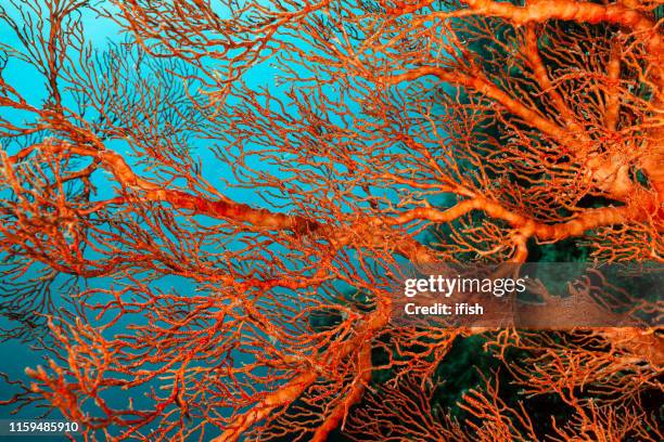 geknotet fan coral melithaea ochracea at a steep slope, misool, indonesien - korallen stock-fotos und bilder