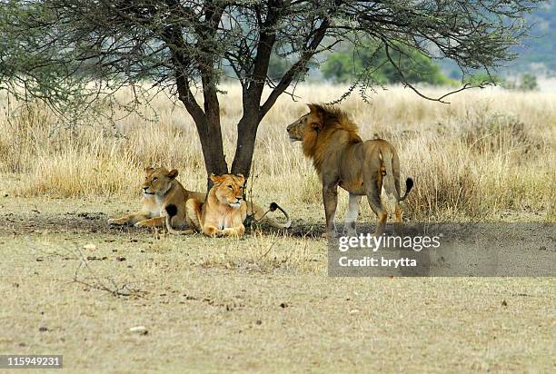 lions resting in shade of acacia tree,serngeti national parktanzania - acacia tree stock pictures, royalty-free photos & images