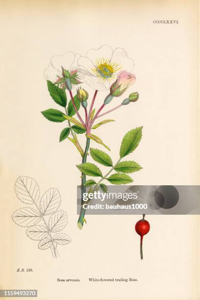 white-flowered trailing rose, rosa arvensis, victorian botanical illustration, 1863 - white rose stock illustrations