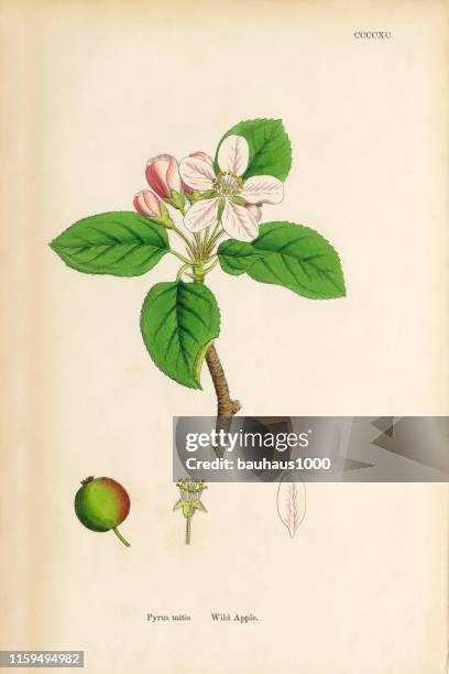 wild apple, pyrus mitis, victorian botanical illustration, 1863 - apple tree stock illustrations