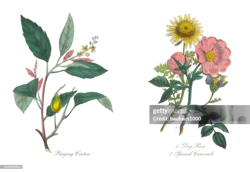 Hond Rose en Spaanse kamille Victoriaanse botanische illustratie