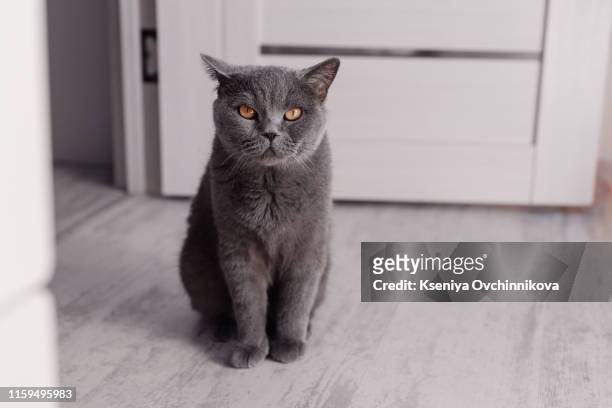 noble proud cat lying on window sill. the british shorthair with blue gray fur - korthaarkat stockfoto's en -beelden