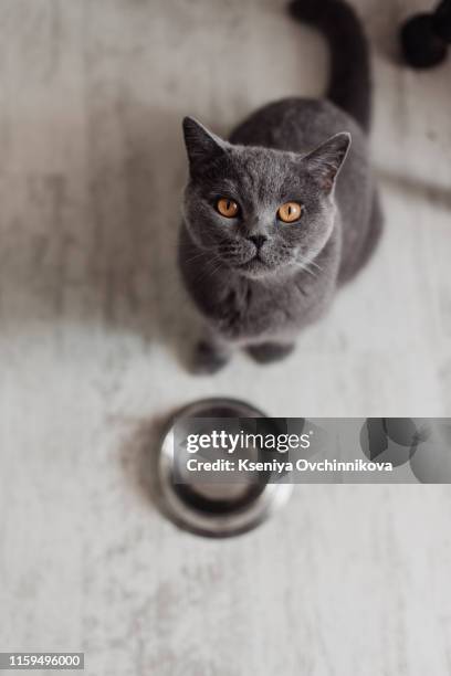 british blue cat eats cat food. - grey kitten stock pictures, royalty-free photos & images