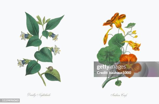 ilustraciones, imágenes clip art, dibujos animados e iconos de stock de ilustración botánica victoriana crefs india - nasturtium