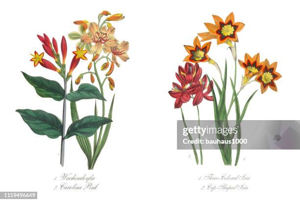 three-colored and cup-shaped ixia victorian botanical illustration - corn lily stock illustrations