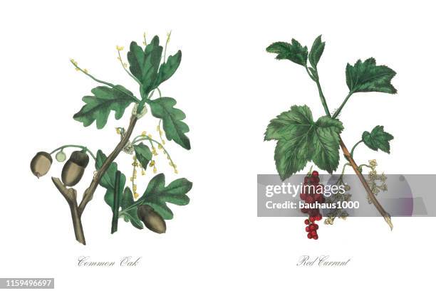 common oak tree victorian botanical illustration - landscape design elements stock illustrations