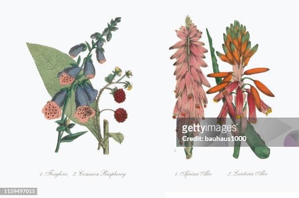 ilustrações, clipart, desenhos animados e ícones de aloe e ilustração botânica do victorian do aloe africano - jardim ornamental