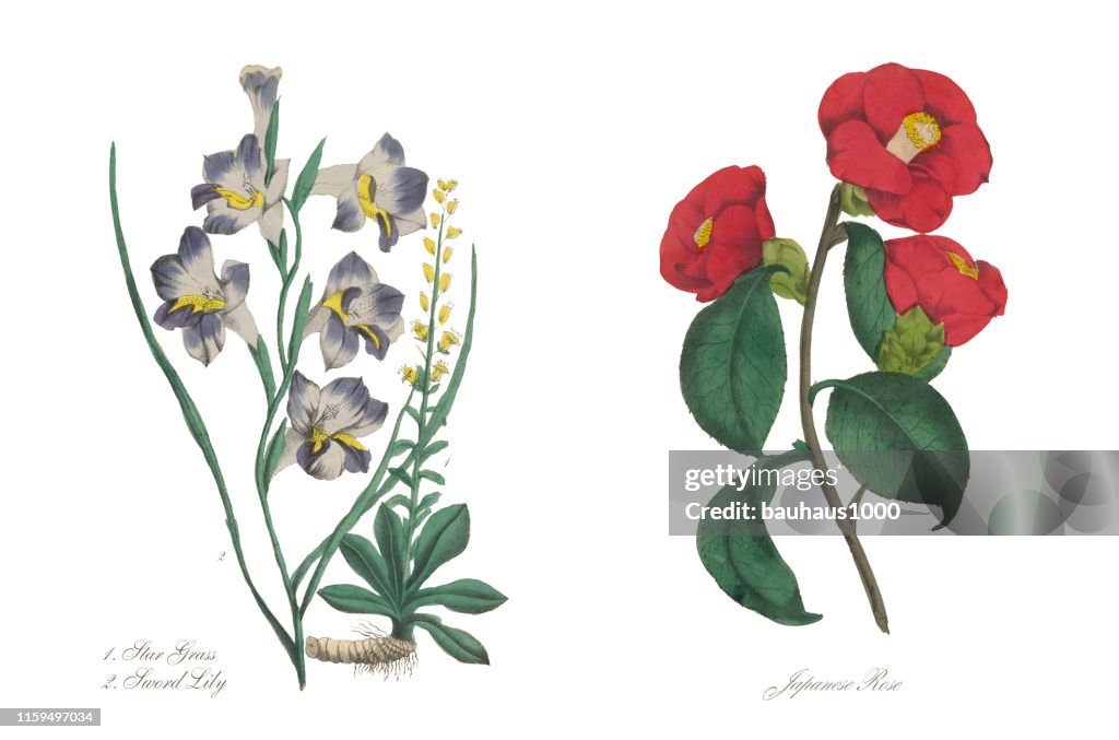 Japanese Rose Victorian Botanical Illustration