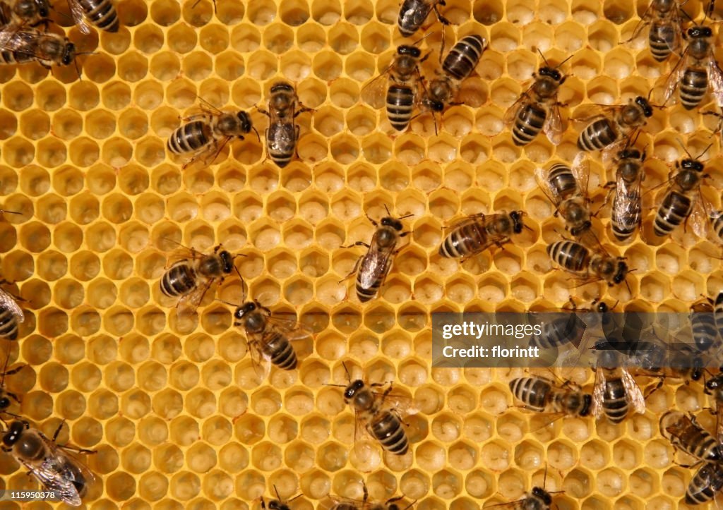 Bees on honeycomb