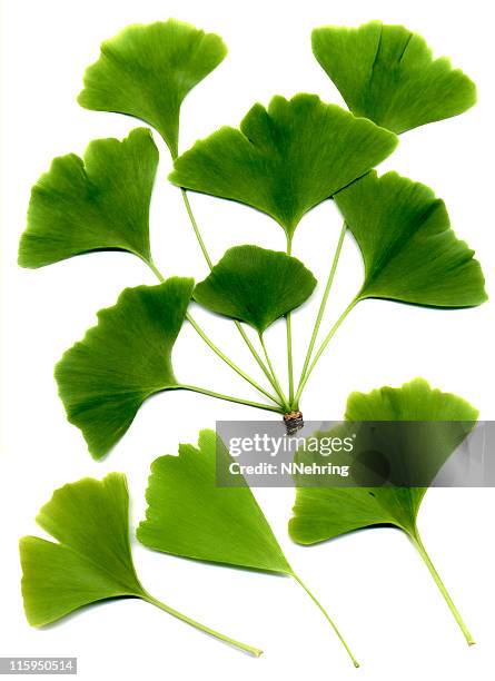 ginkgo biloba leaves - chinese herbal medicine stock pictures, royalty-free photos & images