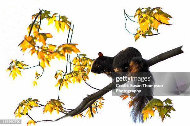 black squirrel gathering in sun - squirrels inside tree stock pictures, royalty-free photos & images