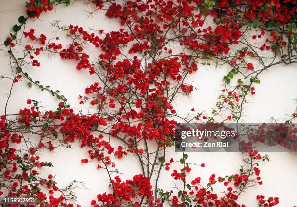 blooming bougainvillea on white concrete wall - buganville foto e immagini stock