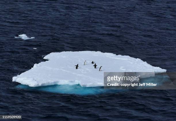 adélie penguins (pygoscelis adeliae) gathered on an ice floe, near casey station, southern ocean, antarctica - ghiacciai foto e immagini stock