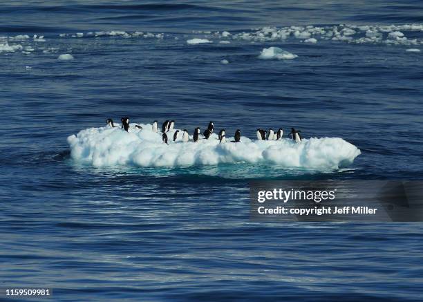 adélie penguins (pygoscelis adeliae) gathered on an ice floe, near davis station, southern ocean, antarctica - ice floe stock pictures, royalty-free photos & images