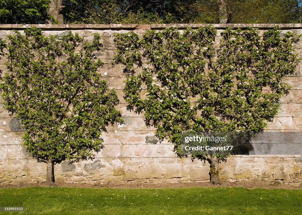 Fruit trees pruned to lie flat against a wall