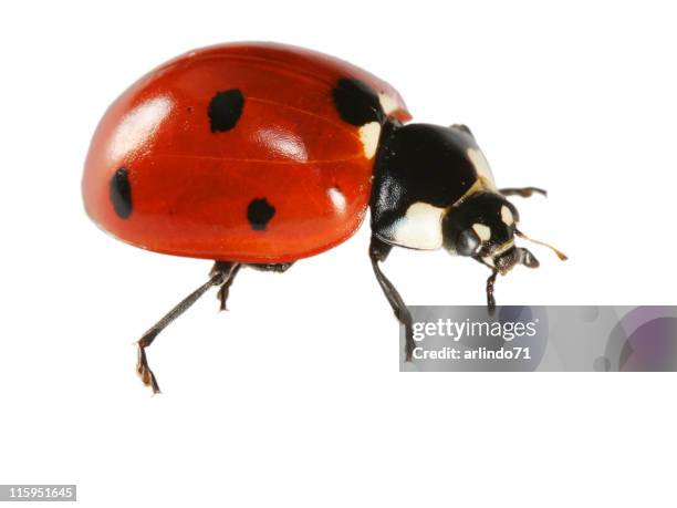 isolated ladybug - coccinella stockfoto's en -beelden