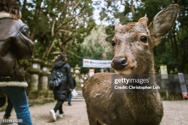 the deer of nara, japan - 奈良県 ストックフォトと画像