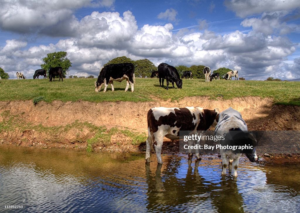 Cattle grazing next to Lancaster Canal