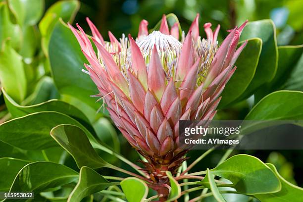 king protea (p. cynaroides) - protea stock pictures, royalty-free photos & images