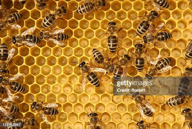 内側ビーハイブ - bee hive ストックフォトと画像