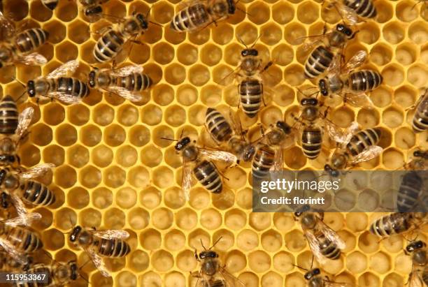 close-up of bees working in a beehive - bombus stock pictures, royalty-free photos & images